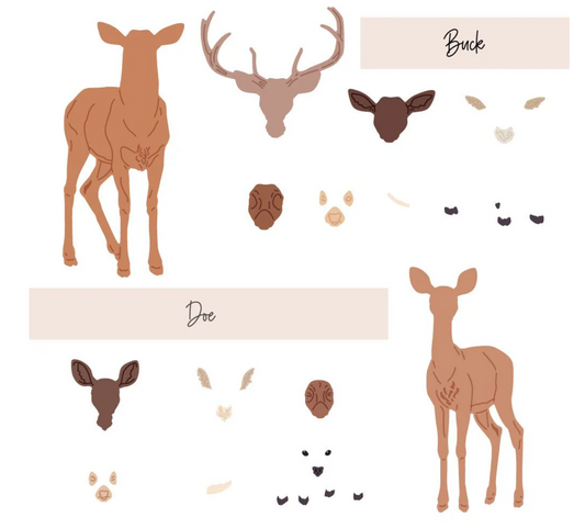 Honey Bee Stamps Lovely Layers: Deer - Honey Cuts