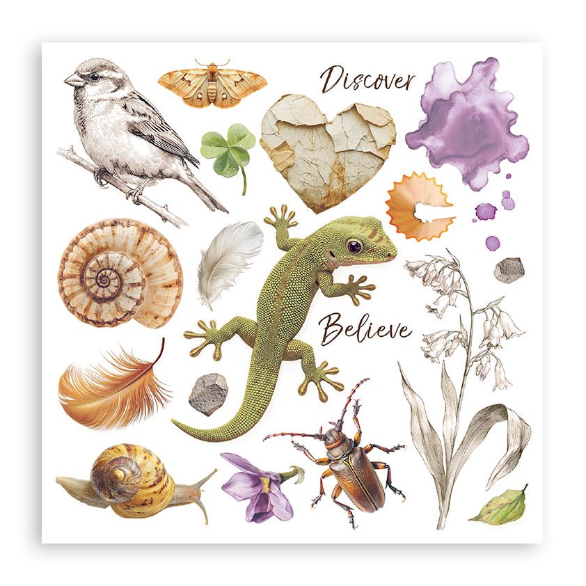 Illustrated nature-themed collage with a bird, butterfly, heart, lizard, shells, flowers, and insects on a white background.